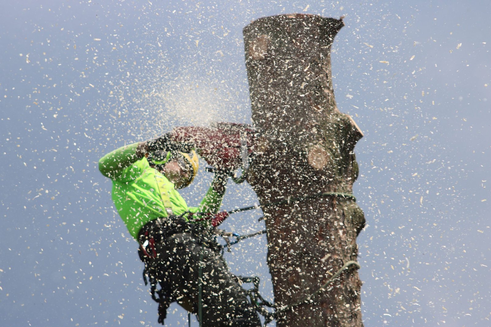 Arborist trimming a tree with a chainsaw, wearing safety gear